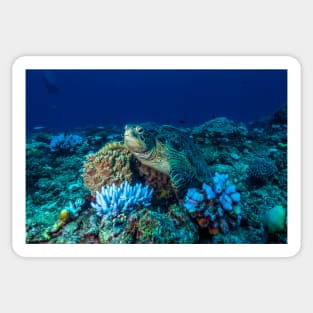 Sea Turtle on the Great Barrier Reef Sticker